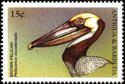 Brown Pelican (Pelecanus occidentalis)